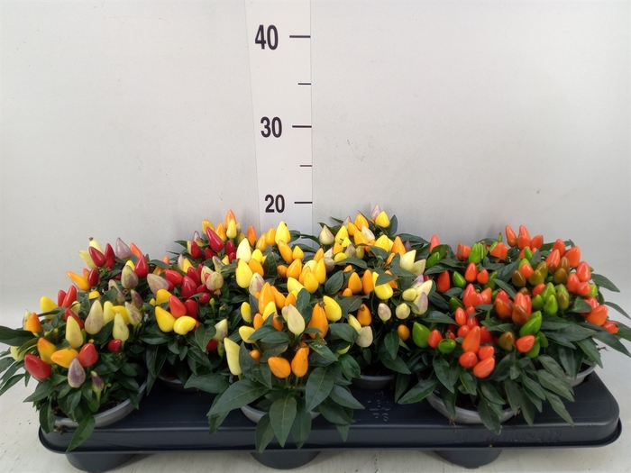 <h4>Capsicum annuum 'Salsa'   ...mix</h4>