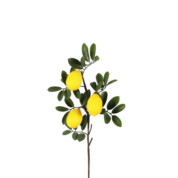 <h4>Lemon 81cm</h4>