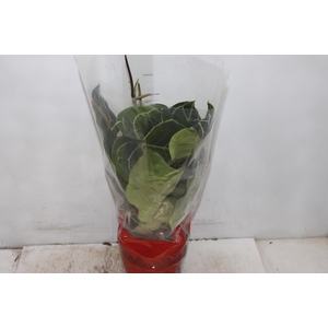 ANTHURIUM CRYSTALLINUM P17