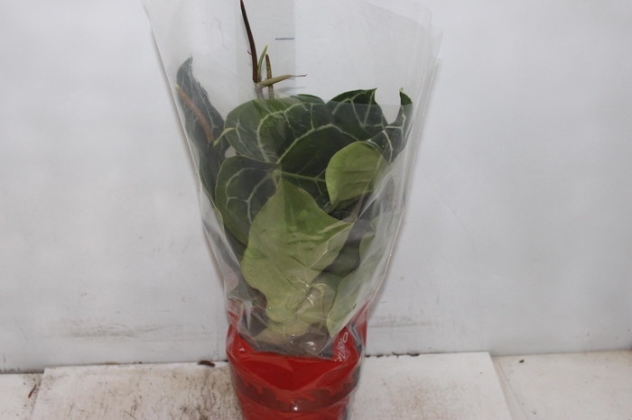 <h4>ANTHURIUM CRYSTALLINUM P17</h4>