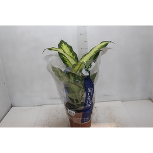 DIEFFENBACHIA VARIADO P17