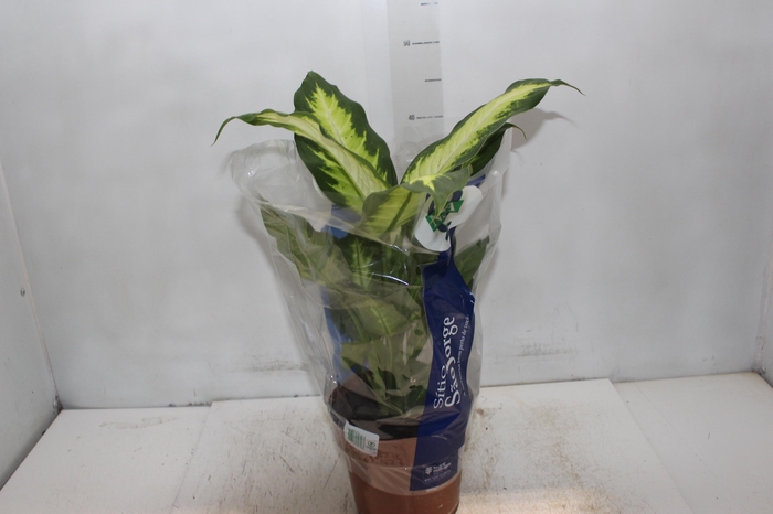 DIEFFENBACHIA VARIADO P17