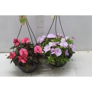 SUNPATIENS C21