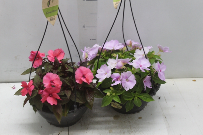 <h4>SUNPATIENS C21</h4>