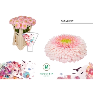 GE GB Gerponi Big June emmer hoes x40