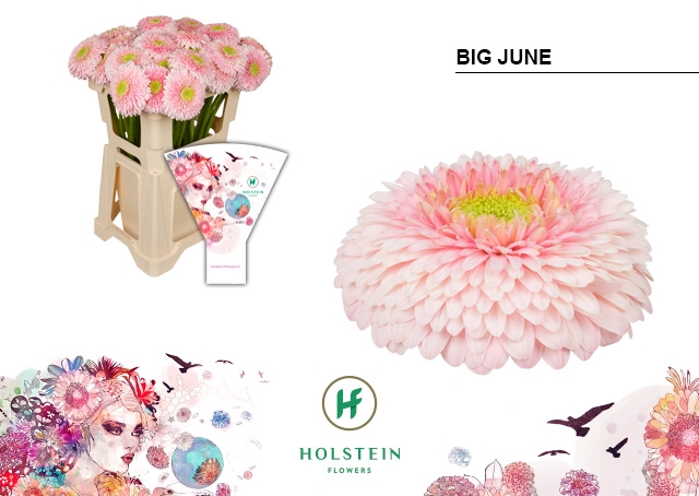 <h4>GE GB Gerponi Big June emmer hoes x40</h4>