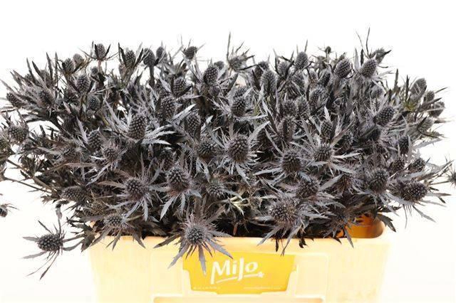 <h4>ERYN PL OV KLB H%</h4>