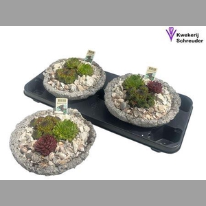 Arr Sempervivum In Rond Beton
