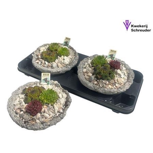 Arr Sempervivum In Rond Beton