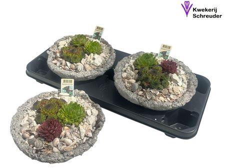 <h4>Arr Sempervivum In Rond Beton</h4>