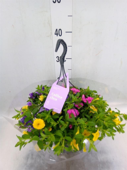 <h4>Calibrachoa  'Trixi Tricolore'</h4>