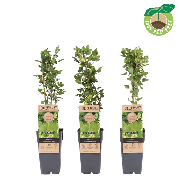 <h4>Ribes uva-crispa 'Hinnonmäki Grün', P15</h4>