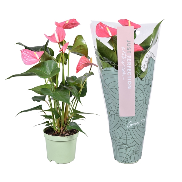 <h4>Anthurium Maine ''Just perfect®'' (XL-Flowers)</h4>