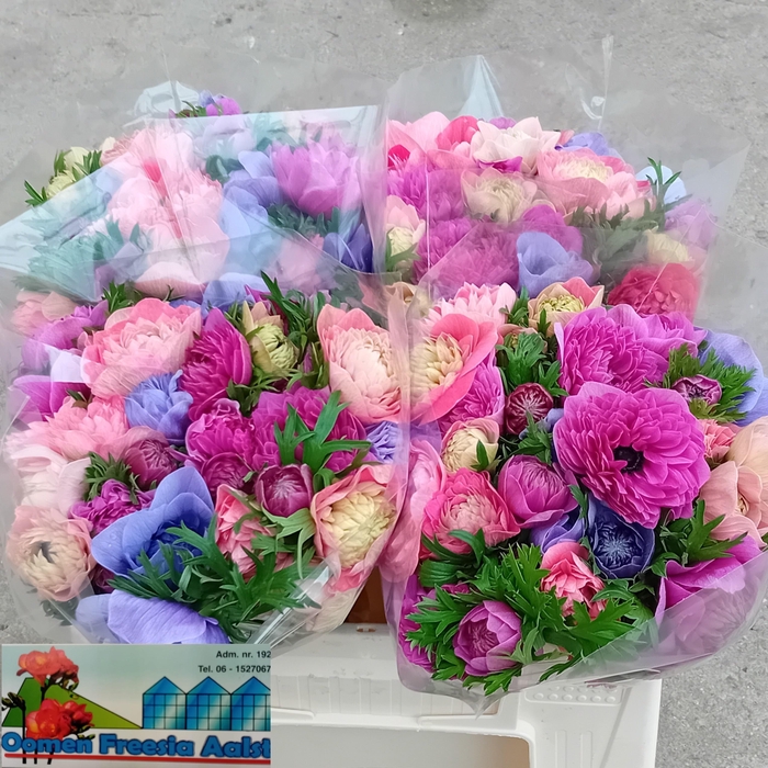 <h4>ANEM CO LEVAN BLU</h4>