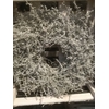 WREATH Ø35CM TIRIRICA WHITE MISTY