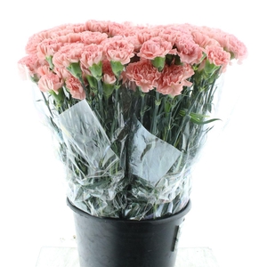 Di St Mona Lisa Pink