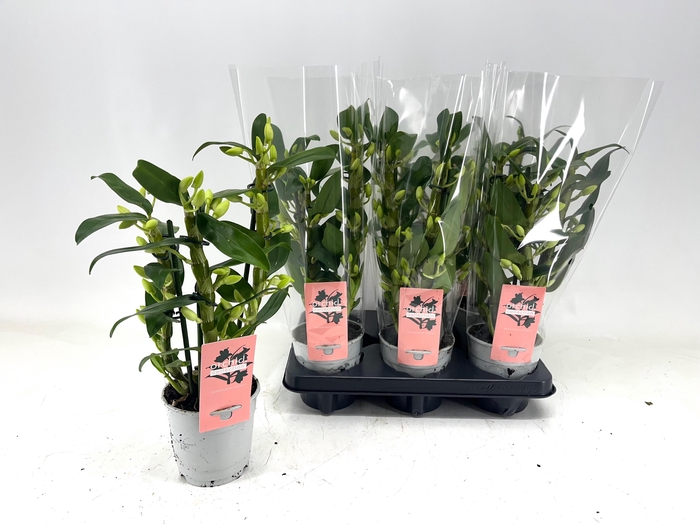 <h4>DENDR N SC APOLLON</h4>