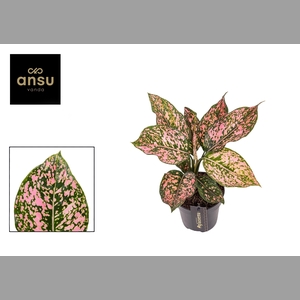 AG KL PINK LEOPARD