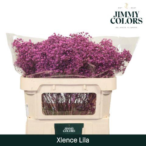 <h4>Gyps Xlence l70 Lila</h4>