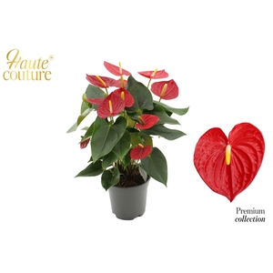 Anthurium 17 cm Tremendo in Haute Couture sleeve