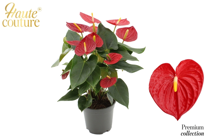 <h4>Anthurium 17 cm Tremendo in Haute Couture sleeve</h4>
