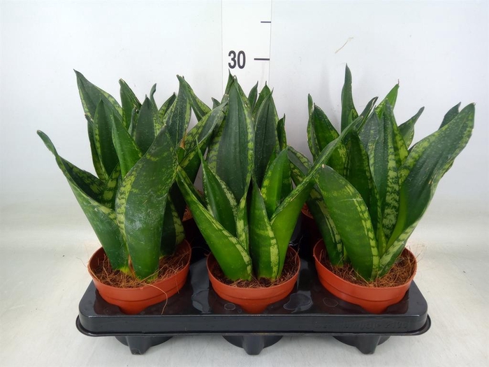 <h4>Sansevieria trifa. ...</h4>