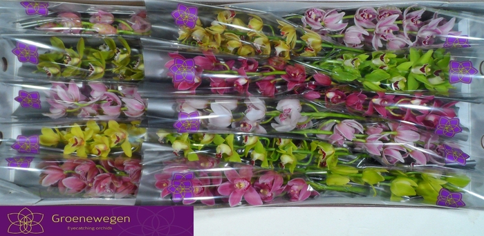 <h4>CYMB MI GEM</h4>