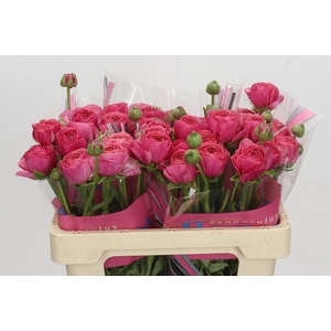 Ranunculus Romance Nohant Dark