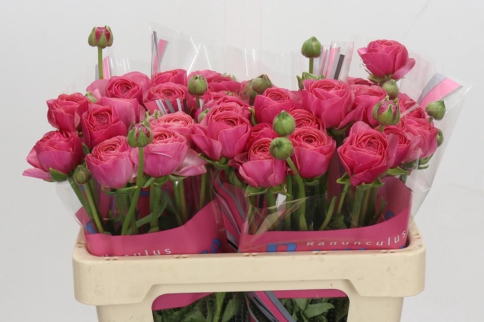 <h4>Ranunculus Romance Nohant Dark</h4>