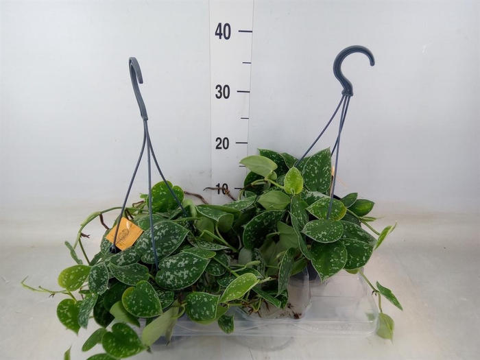 <h4>Scindapsus   ...</h4>