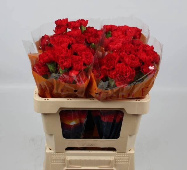 <h4>DI ST DON PEDRO</h4>