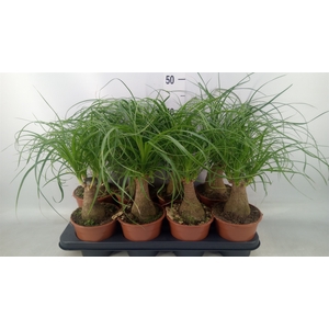 Beaucarnea recurvata
