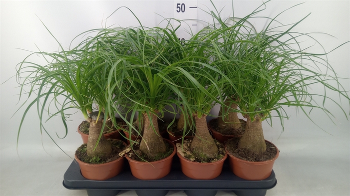 <h4>Beaucarnea recurvata</h4>