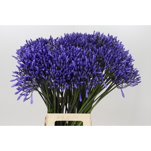 Agapanthus Dr Brouwer