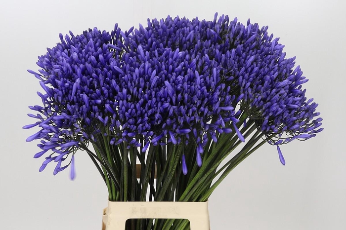 <h4>Agapanthus Dr Brouwer</h4>