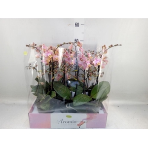 Phalaenopsis multi.   ...rose