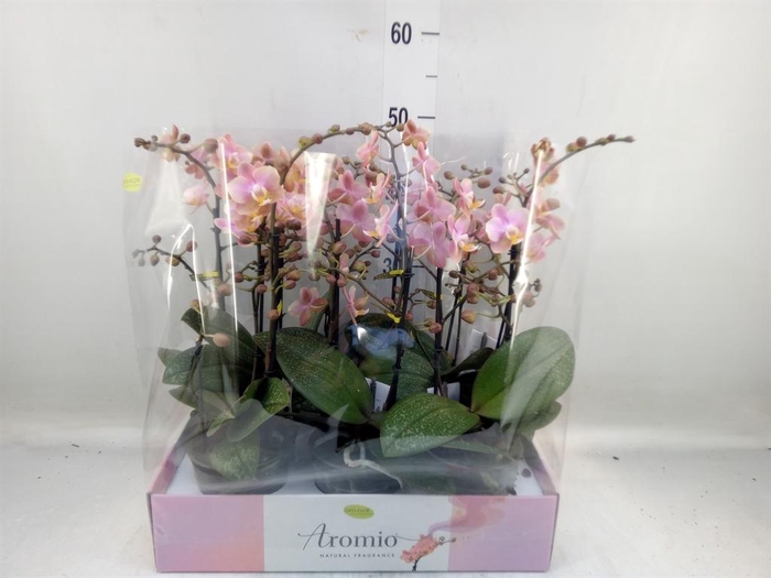 <h4>Phalaenopsis multi.   ...rose</h4>