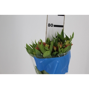 ALSTROEMERIA ORANGE QUEEN 080 CM
