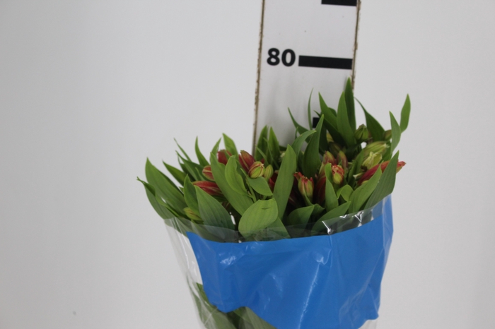 <h4>ALSTROEMERIA ORANGE QUEEN 080 CM</h4>