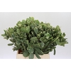 Pittosporum Ilan