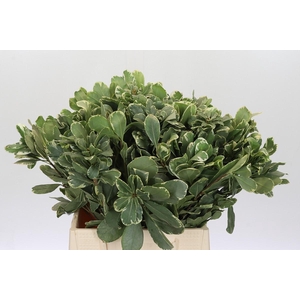 Pittosporum Ilan