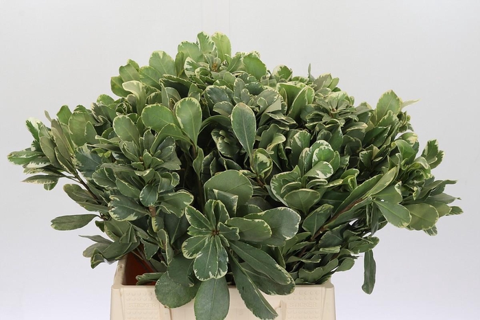 Pittosporum Ilan