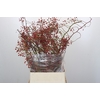 Rozenbottel Corallo Rosefruits