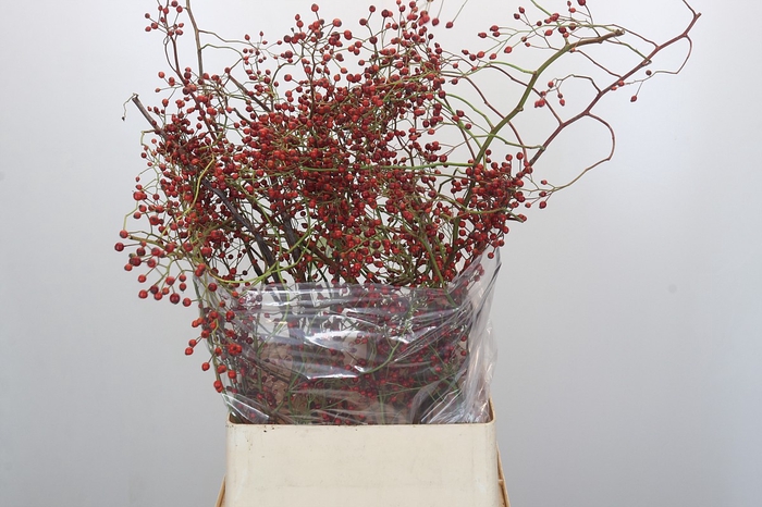 Rozenbottel Corallo Rosefruits