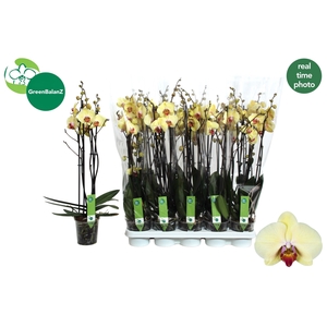 PHAL DESERT BREEZE