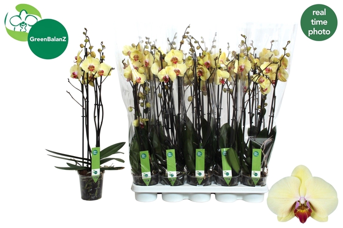 <h4>PHAL DESERT BREEZE</h4>