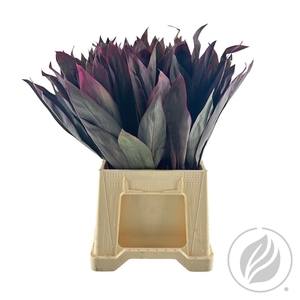 Cordyline Red Top 52cm