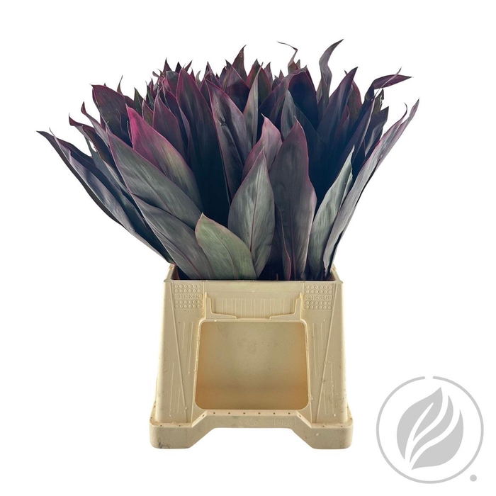 <h4>Cordyline Red Top 52cm</h4>