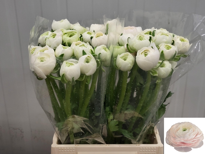 <h4>RAN SU HANOI</h4>