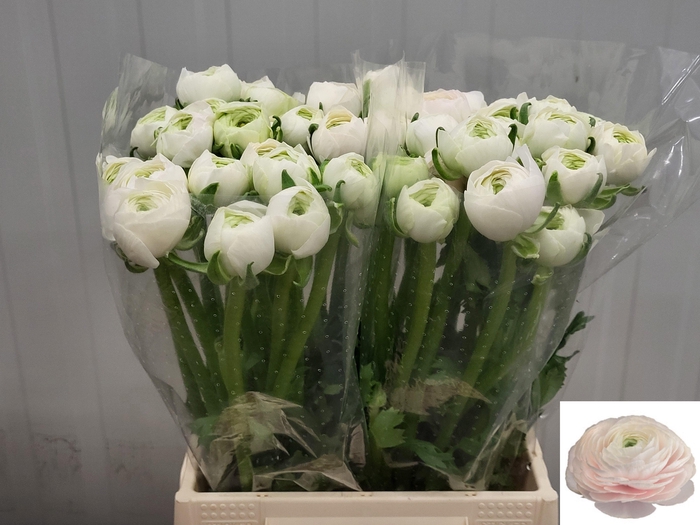 <h4>RAN SU HANOI</h4>